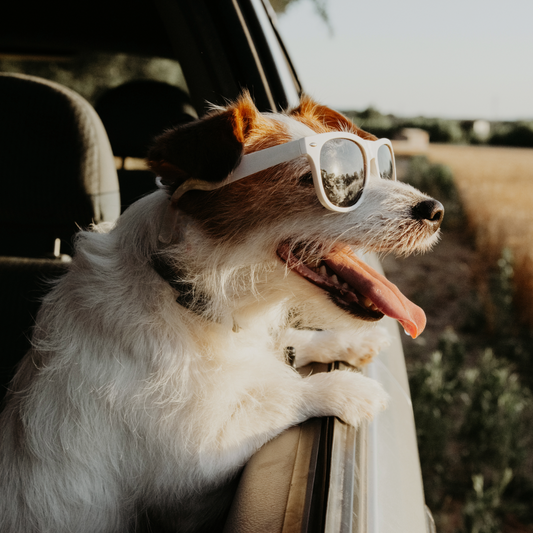 What’s the Safest Way for Your Dog or Cat to Ride in the Car?
